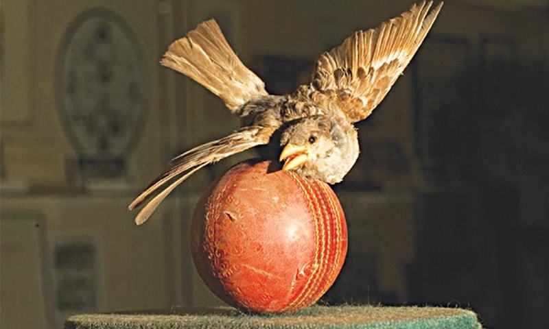 birds killed in cricket